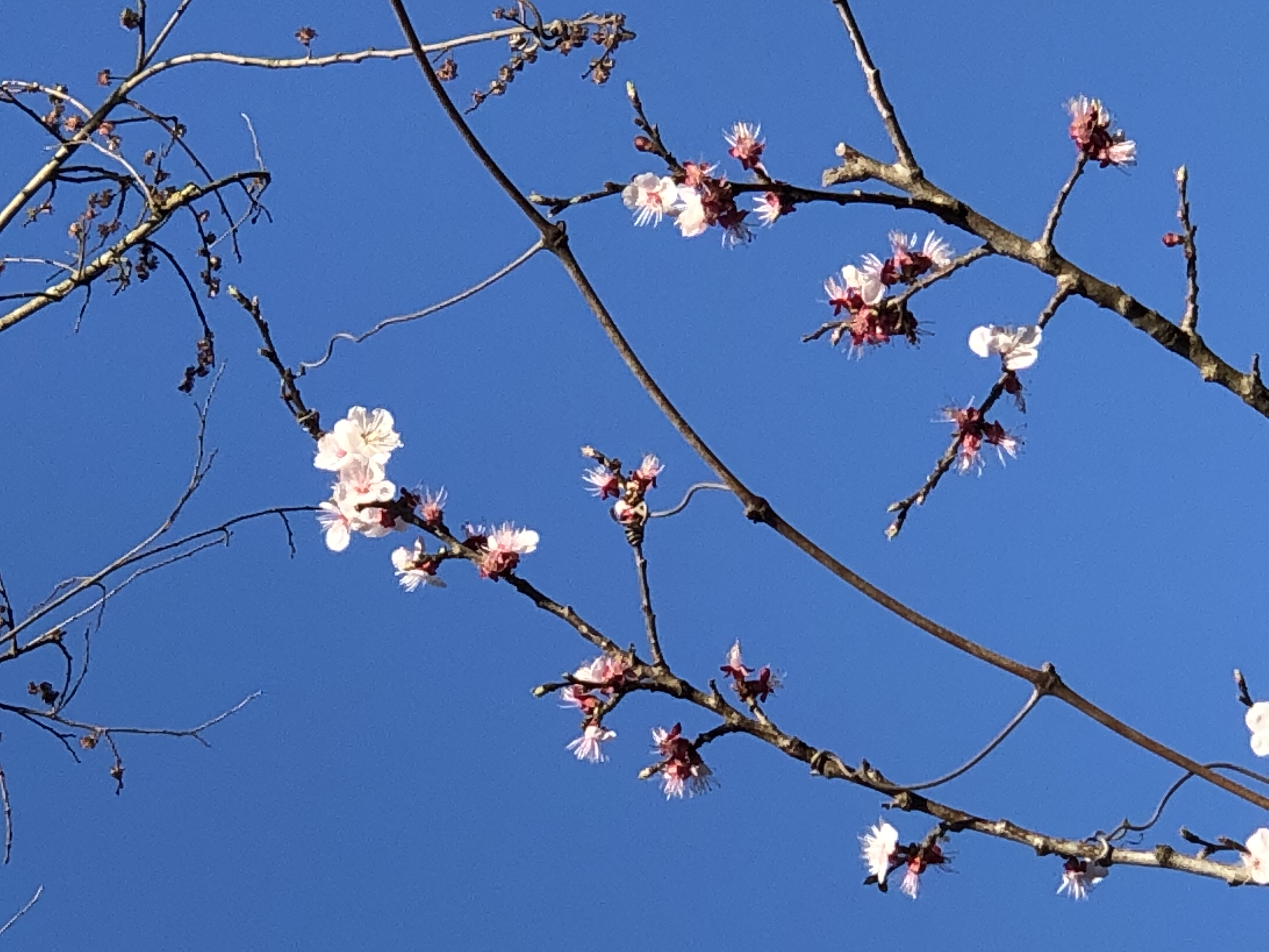 Fiori bianchi su rami con cielo blu - primavera a La Grande Quercia