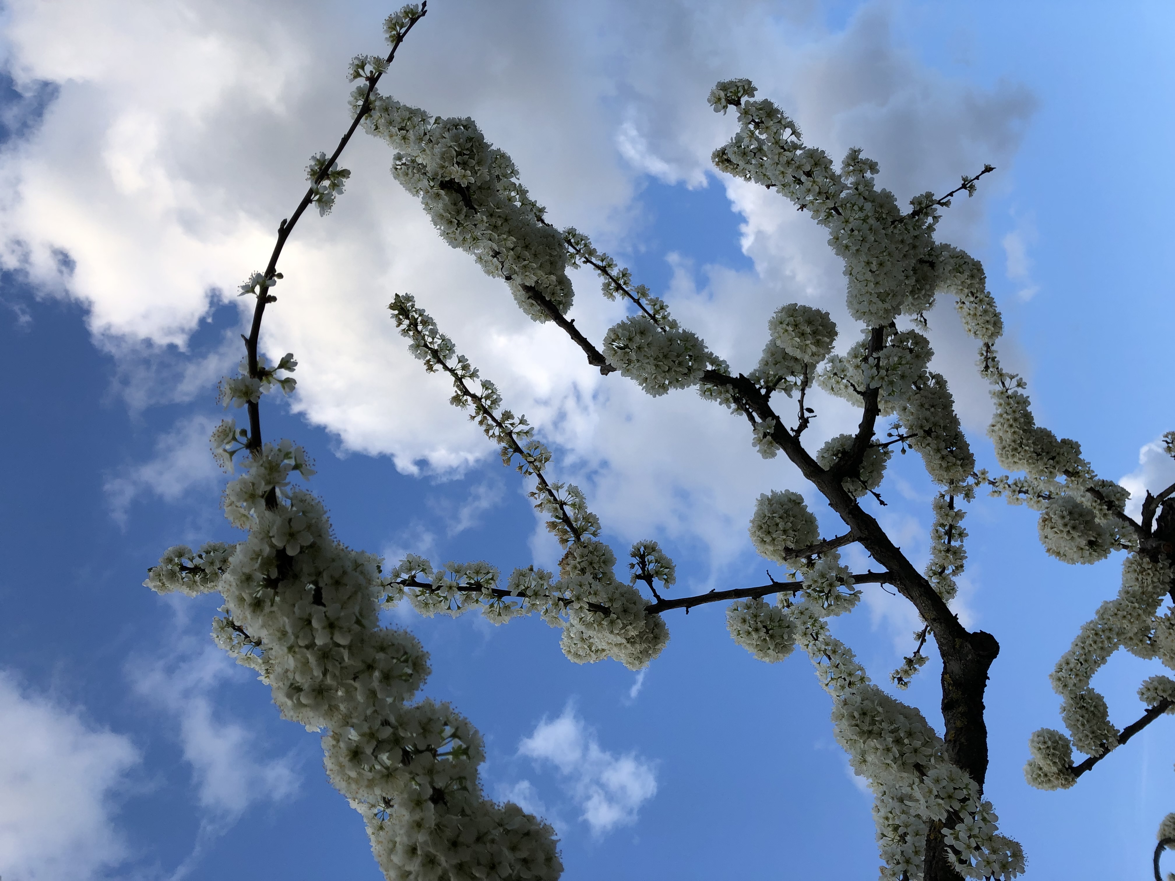 Fiori rosa su rami con cielo azzurro - primavera a Montefalco