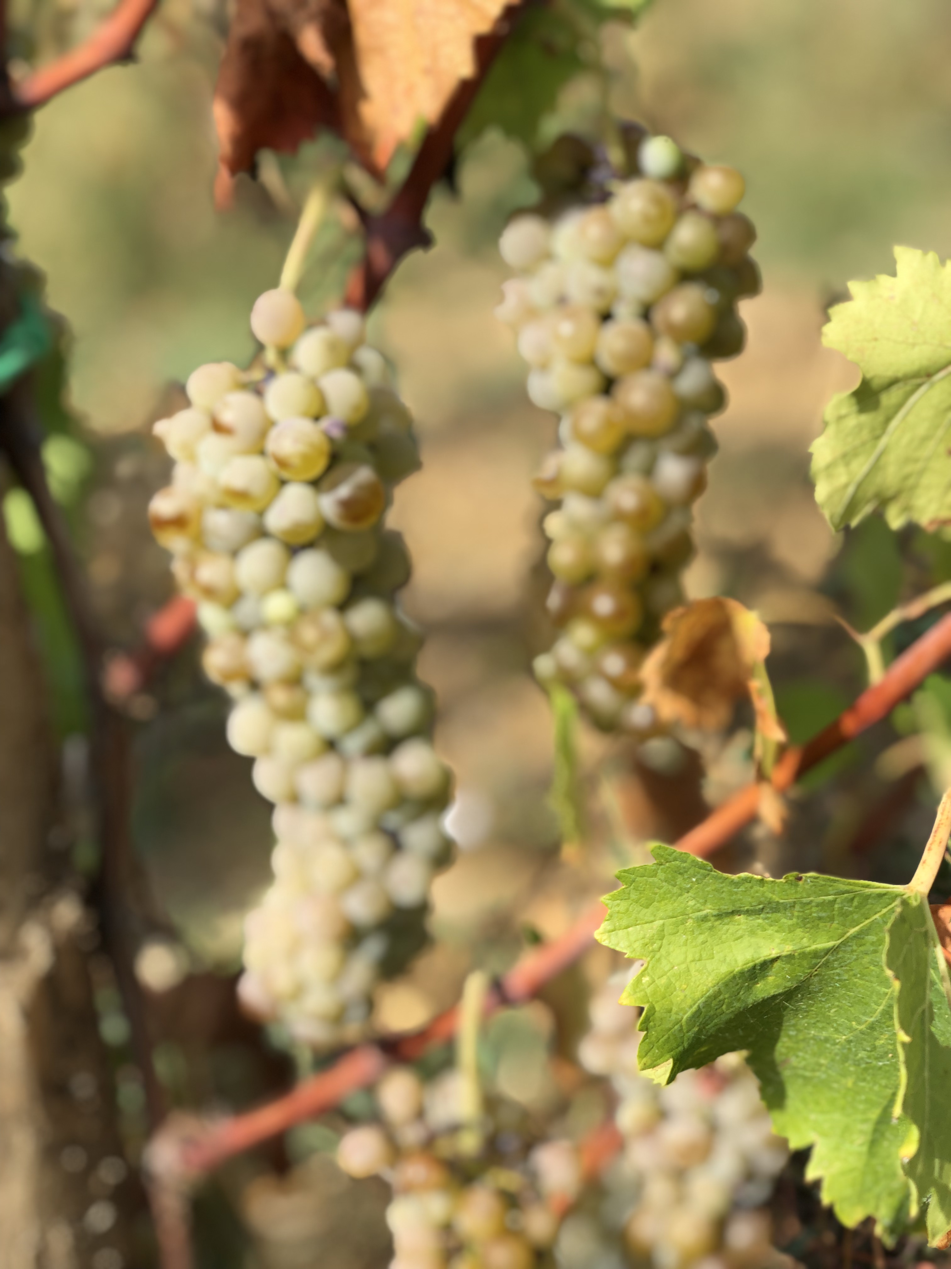 Grappoli di uva bianca dorata sulla vite a Montefalco
