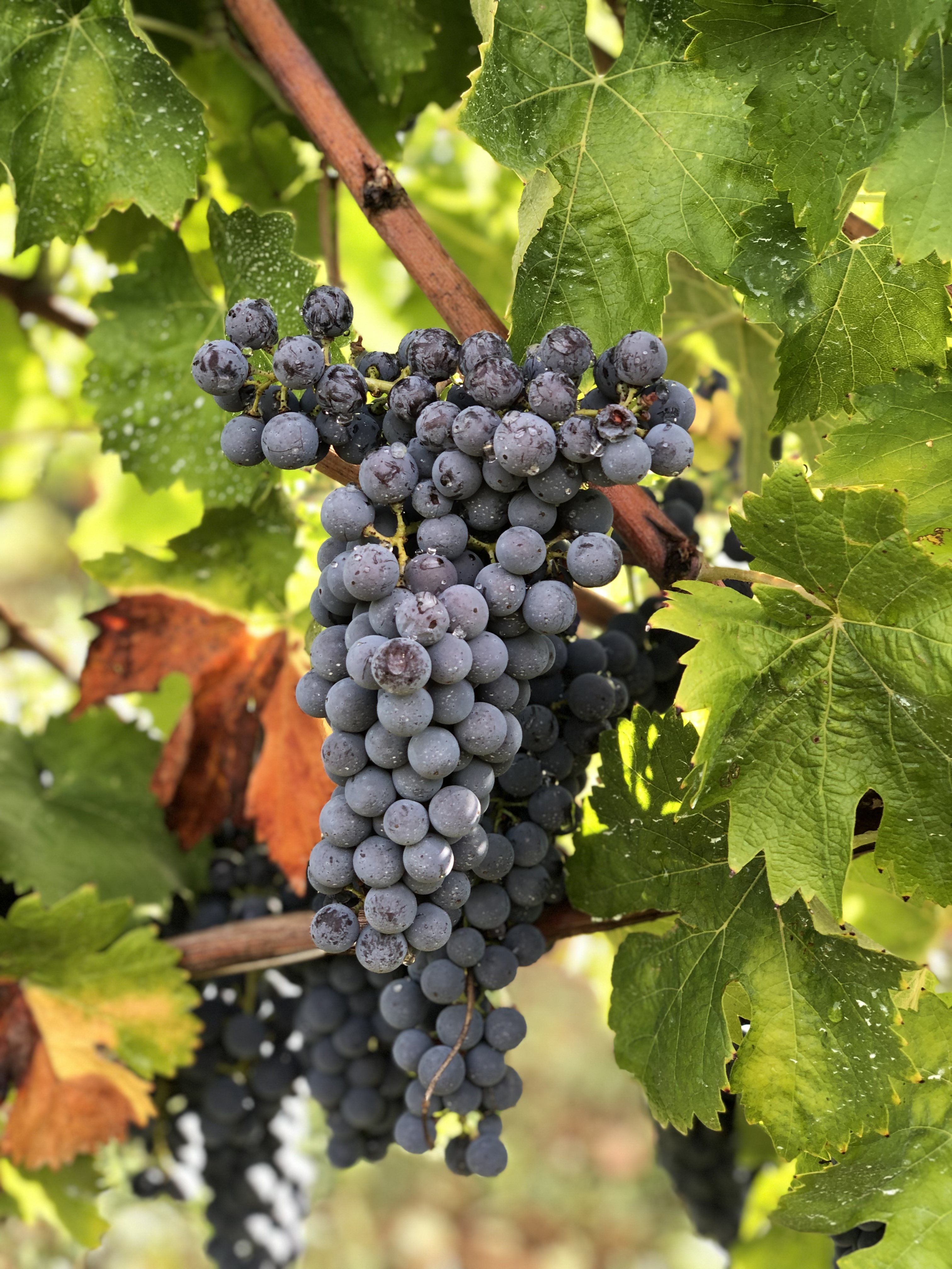 Grappoli di uva Sagrantino nera nei vigneti di Montefalco